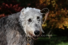 Irish Wolfhound