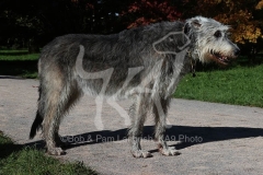 Irish Wolfhound
