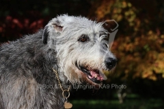 Irish Wolfhound