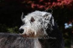 Irish Wolfhound