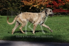 Irish Wolfhound