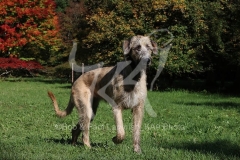 Irish Wolfhound
