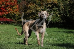 Irish Wolfhound