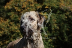 Irish Wolfhound