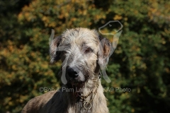 Irish Wolfhound