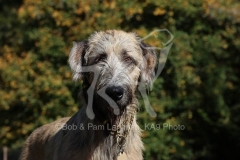 Irish Wolfhound