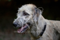 Irish Wolfhound