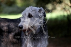 Irish Wolfhound
