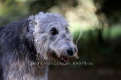 Irish Wolfhound