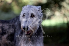 Irish Wolfhound