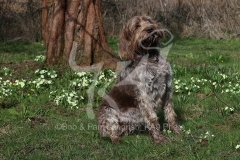 Italian Spinone