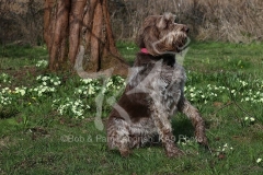 Italian Spinone