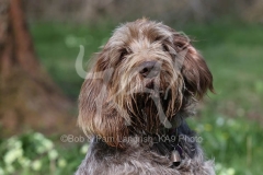 Italian Spinone