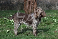 Italian Spinone