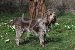 Italian Spinone