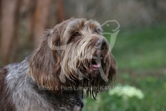 Italian Spinone