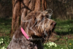 Italian Spinone