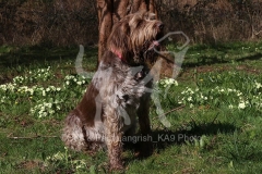 Italian Spinone