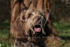 Italian Spinone