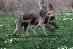Italian Spinone