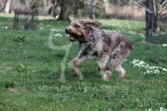 Italian Spinone