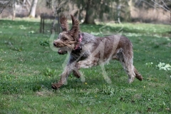 Italian Spinone