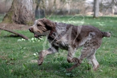 Italian Spinone