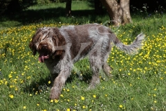 Italian Spinone