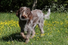 Italian Spinone
