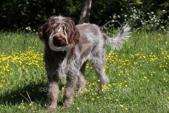 Italian Spinone