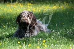 Italian Spinone