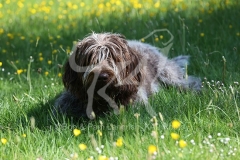 Italian Spinone