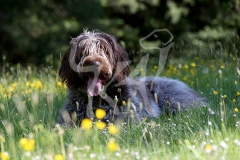 Italian Spinone