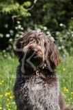 Italian Spinone