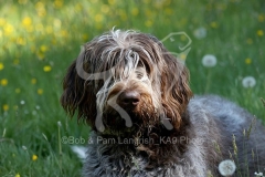 Italian Spinone