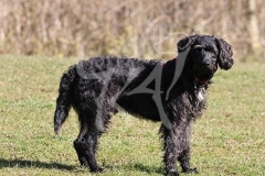 Labradoodle - Miniature