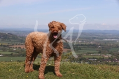 Labradoodle - Miniature