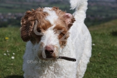Labradoodle - Miniature