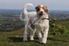 Labradoodle - Miniature