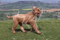 Labradoodle - Miniature