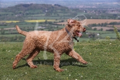 Labradoodle - Miniature