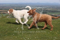 Labradoodle - Miniature