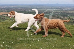 Labradoodle - Miniature