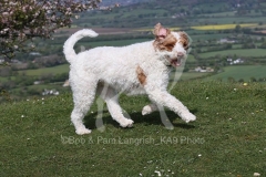 Labradoodle - Miniature