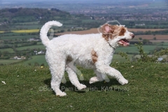 Labradoodle - Miniature