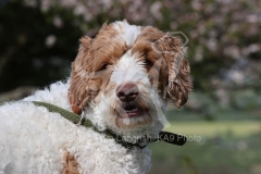 Labradoodle - Miniature