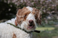Labradoodle - Miniature