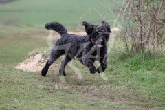Labradoodle - Miniature