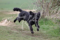 Labradoodle - Miniature