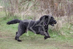 Labradoodle - Miniature